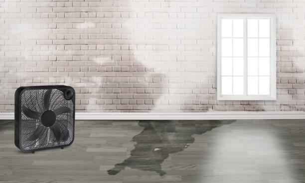 Best Mold removal after water damage  in Churchville, PA